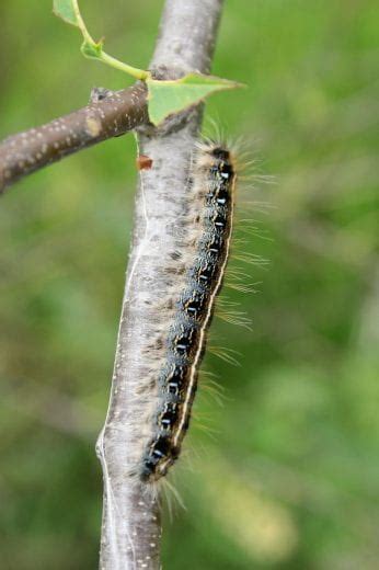 Eastern Tent Caterpillar Extension Entomology