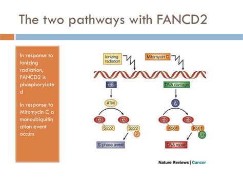 PPT Fancd2 Fanconi Anemia Protein Complementation Group D2 PowerPoint