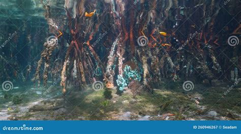 Mangrove Tree Roots in the Water Stock Image - Image of tropical ...