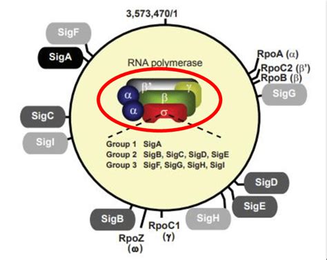 Rna Polymerase Rnap Holoenzyme Of Cyanobacteria Synechocystis Sp Download Scientific