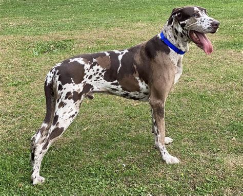 AKC 2 year old Chocolate Harlequin Male Great Dane - Great Dane Puppies ...