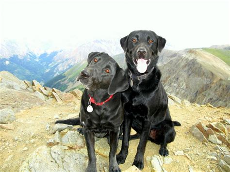 15 Best Dog Breeds for Hiking Buddies - Page 6 of 16 - OutwardOn.com