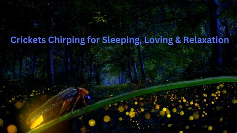 Cricket Sound At Night Cricket Sounds Swamp Ambience Crickets Chirping For Sleeping