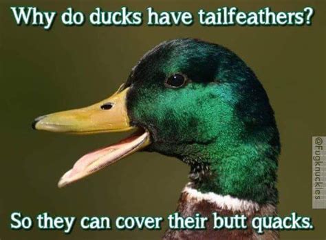 50+ Funny Duck Memes That Will Make You Quack All Day