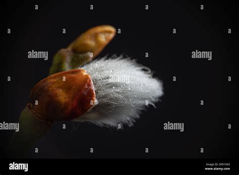 Extreme Close Up Photo Of Pussy Willow Catkin Macro Photography Goat Willow Tree Droplets On