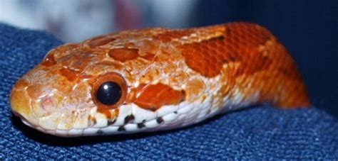 Corn Snakes as Pets for Children: Habitat, Feeding, and More - PetHelpful