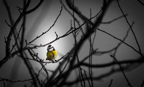 Little Yellow Bird 5k Wallpaper,HD Birds Wallpapers,4k Wallpapers