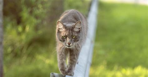 Por qué los gatos tienen una habilidad de equilibrio excepcional