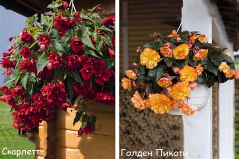 Бегония ампельная посадка и уход в домашних условиях (сорта, фото ...
