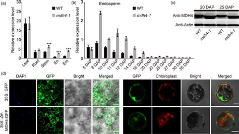 Expression Pattern And Subcellular Localization Of ZmMdh4 A