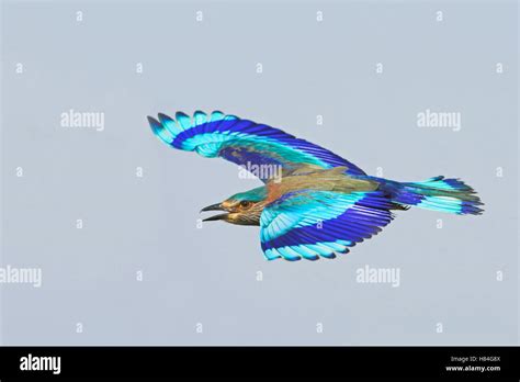 Indian Roller Coracias Benghalensis Flying Oman Stock Photo Alamy