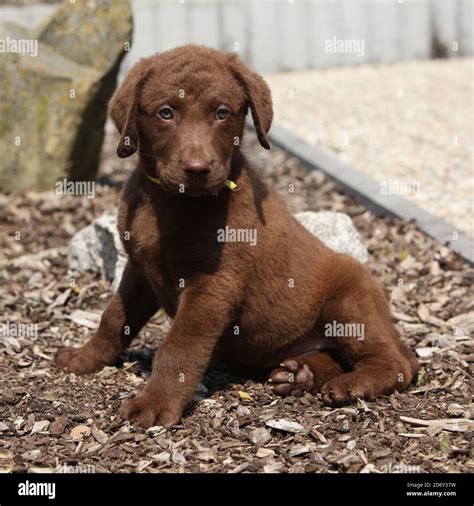 Amazing Chesapeake Bay Retriever Puppy Sitting In The Garden Stock