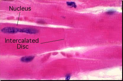 Intercalated discs - Location, Function, FAQs and Pictures