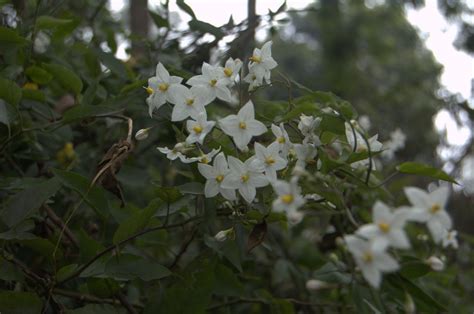 Solanum Laxum Spreng By Ravi Vaidyanathan On 24 December 2012