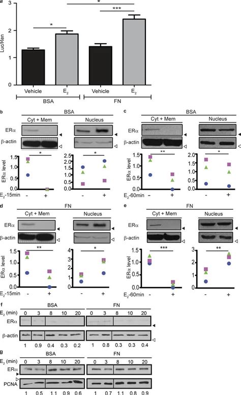 Fn Stimulates Erαs Transcriptional Activity A Luciferase Assay In