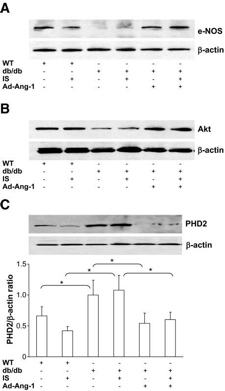 Representative Western Blot Analysis Of Myocardial Akt And Enos Download Scientific Diagram