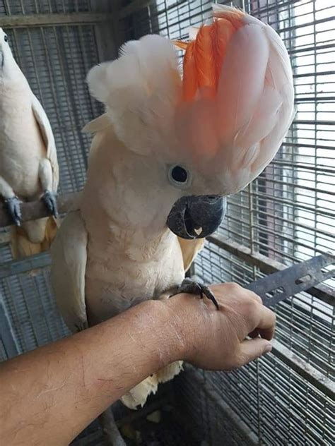 Moluccan Cockatoo Parrots Ready To Go Cockatoo Umbrella Cockatoo For