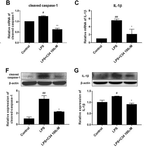 Effects Of Tlr4 In C34 On Tlr4myd88nf κb Signaling Pathway In