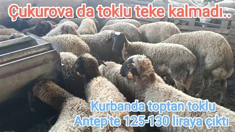 Ukurova Da Mal Kalmad Antep Te Canl Kg Toptan Liraya Kt