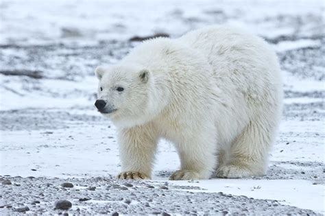 Picture 6 of 9 - Polar Bear (Ursus Maritimus) Pictures & Images ...