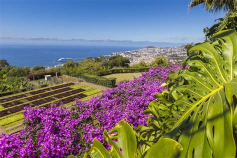 Famous Tropical Botanical Gardens In Funchal Town Madeira Island