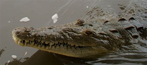 Tamarindo, Costa Rica Daily Photo: Crocodile's teeth