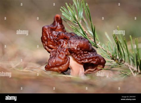 The False Morel Fungus Gyromitra Esculenta Which Despite Its