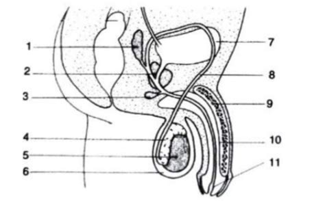 Given Below Is The Schematic Diagram Of The Sectional View Of The Human