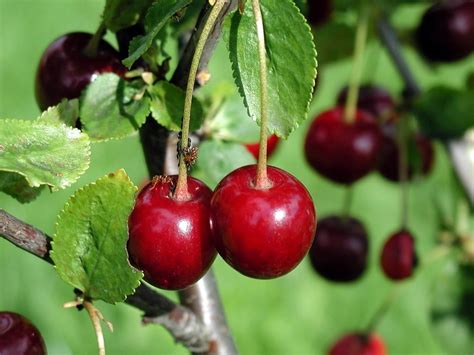 Free picture: cherry, fruit, tree