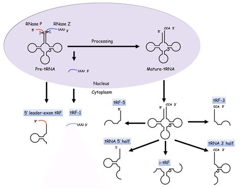 Biogenesis Of Trna Derived Small Rnas Tdrs In Eukaryotic Cells