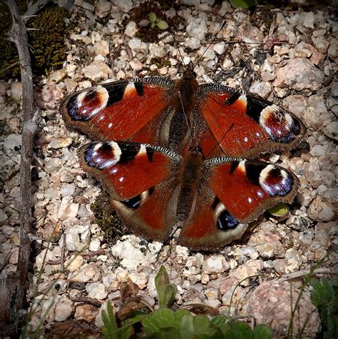 Un Beau Duoo Le Paon Du Jour Aglais Io Rare De Les Voir Flickr