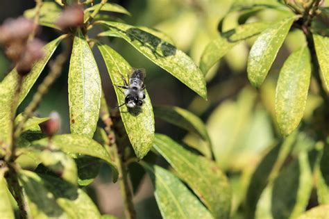 How To Get Rid Of Gnats In Houseplants With Vinegar