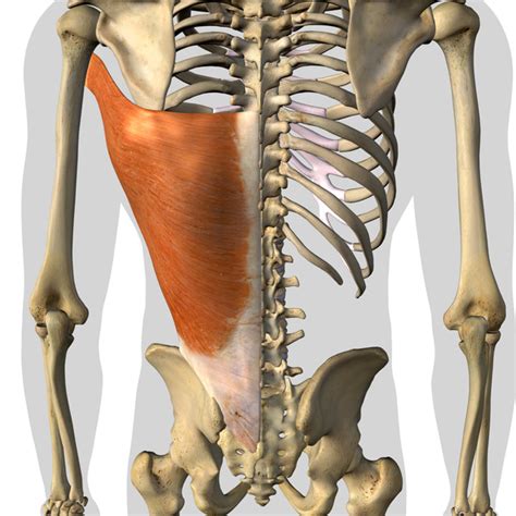 OR Snapshots Wedge Latissimus Dorsi Musclle Resection In Rib Removal