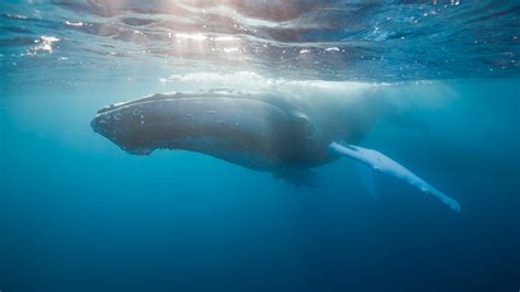 Humpback Whale Hot Shots