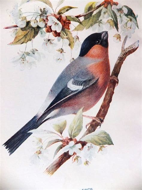 Bullfinch Finch Print Antique Bird Print Home Decor Paper Goods