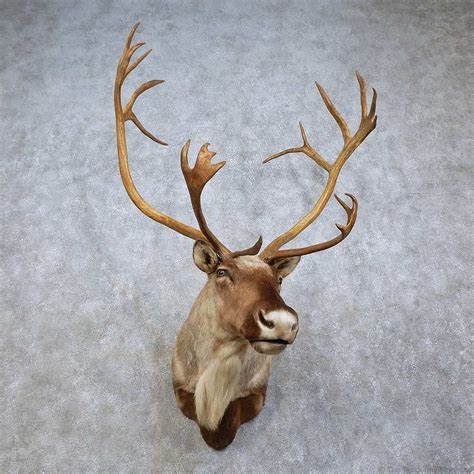 Barren Ground Caribou Taxidermy Shoulder Mount For Sale Taxidermy