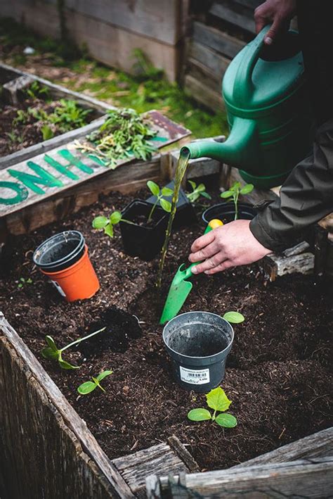 C Mo Elegir Un Sustrato De Calidad Para Tus Plantas Foto