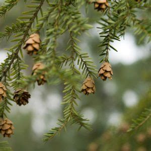 SPRUCE Norway Bundle Of 50 Fulton County Conservation District