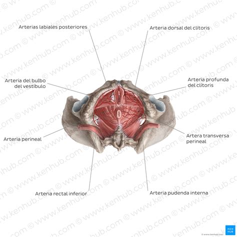 Clítoris Ubicación Estructura Diagramas Kenhub