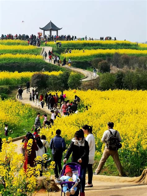 又是一年油菜花开，奔赴一场金色的“春日之约”财经头条