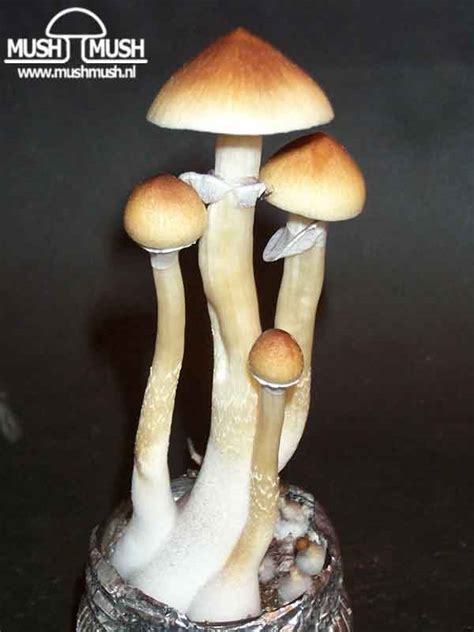 Psilocybe Cubensis Cambodia Gatunki I Odmiany Enteogennych Grzyb W