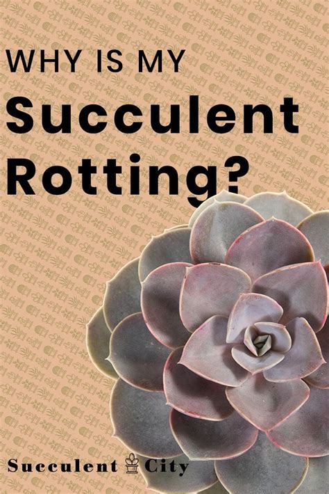 What Is Succulent Root Rot And How Do You Fix It Succulent City