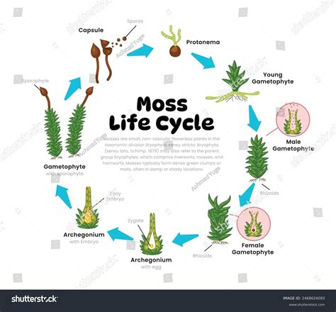 Moss Life Cycle Diagram for Science Education - Royalty Free Stock Vector 2468624093 - Avopix.com