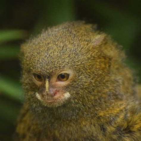 Pygmy Marmoset - Facts, Diet, Habitat & Pictures on Animalia.bio