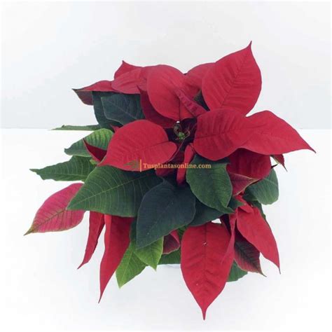 Flor De Pascua Poinsettia Estrella De Navidad Eurphorbia