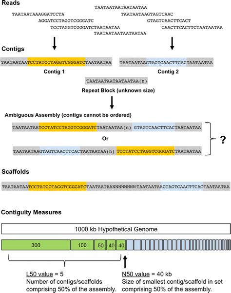 Genome Assembly And Scaffolding Top Reads Contigs And Scaffolds