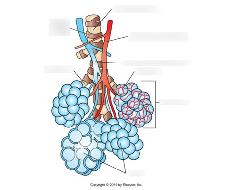 Diagram Of Bronchioles Alveolar Ducts Alveoli Quizlet