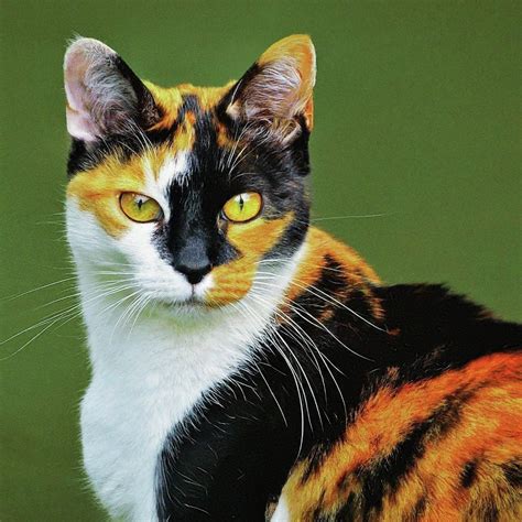 Calico Cats: A Unique and 3 Color Feline Breed - Absolutely Cats