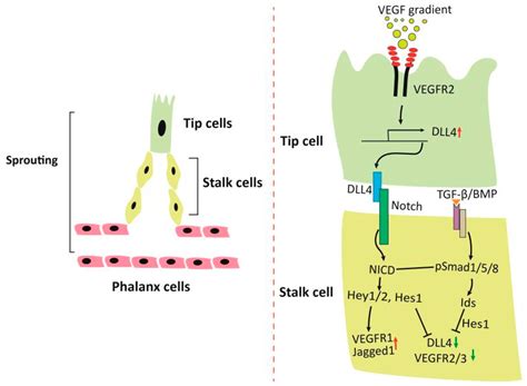 Cells Free Full Text Dual Roles Of The Activated Protein Kinase