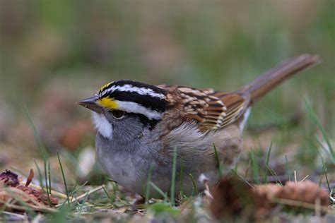 White Throated Sparrow West Of Bowden Ab Tony Leprieur Flickr